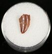 Bargain Raptor Tooth From Morocco - #10787-1